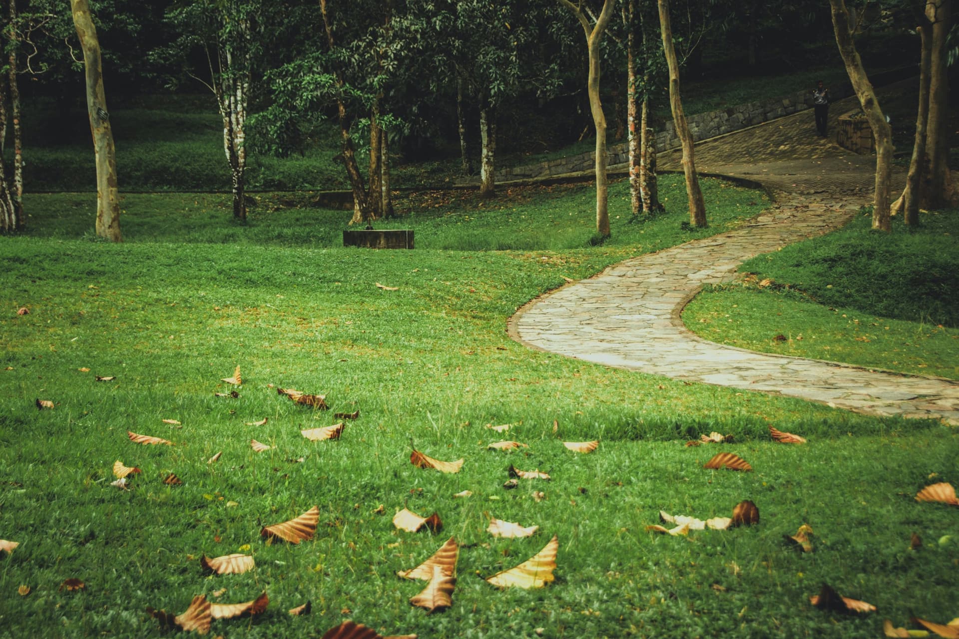 Ein Park mit Bäumen und Bänken – Foto von Nilanka Kariyawasam auf Unsplash